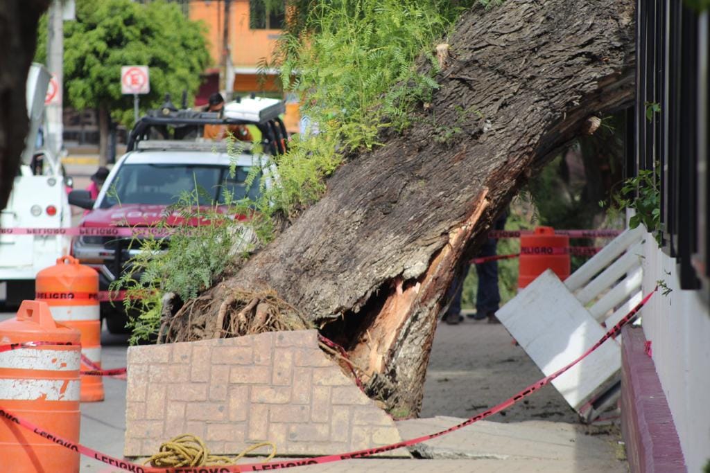 1681421309 971 RETIRO DE ARBOL COLAPSADO FRENTE A PLAZA DE LA IDENTIDAD