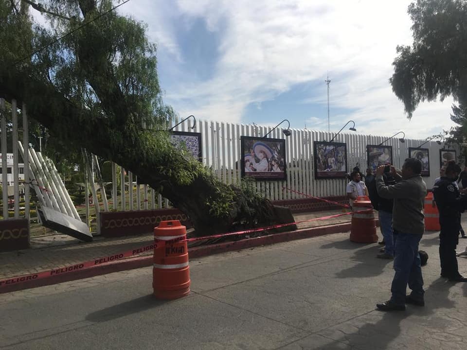 1681421376 RETIRO DE ARBOL COLAPSADO FRENTE A PLAZA DE LA IDENTIDAD