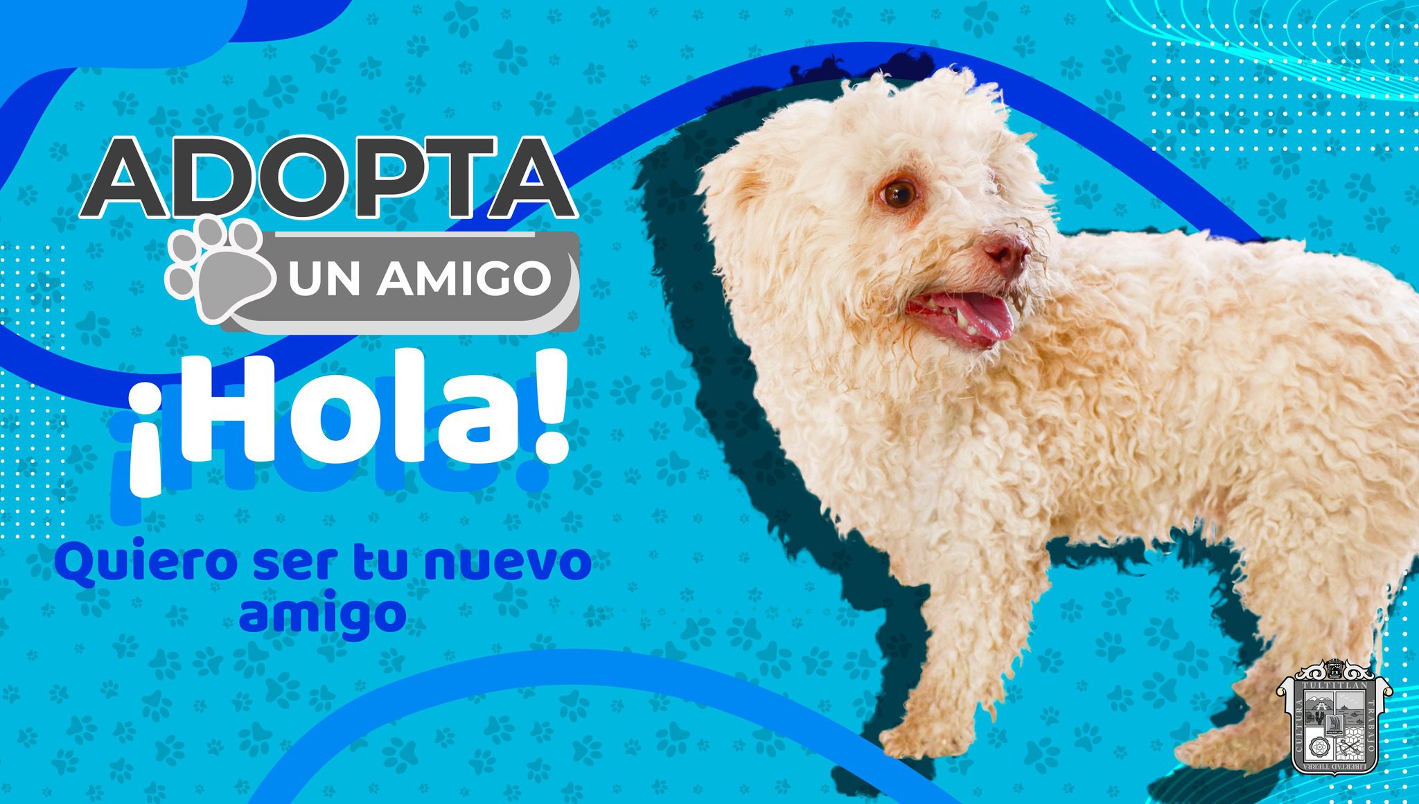 1681502897 158 AdopcionCaninaResponsable SeBuscaFamilia Tultitlan Es momento de hacer