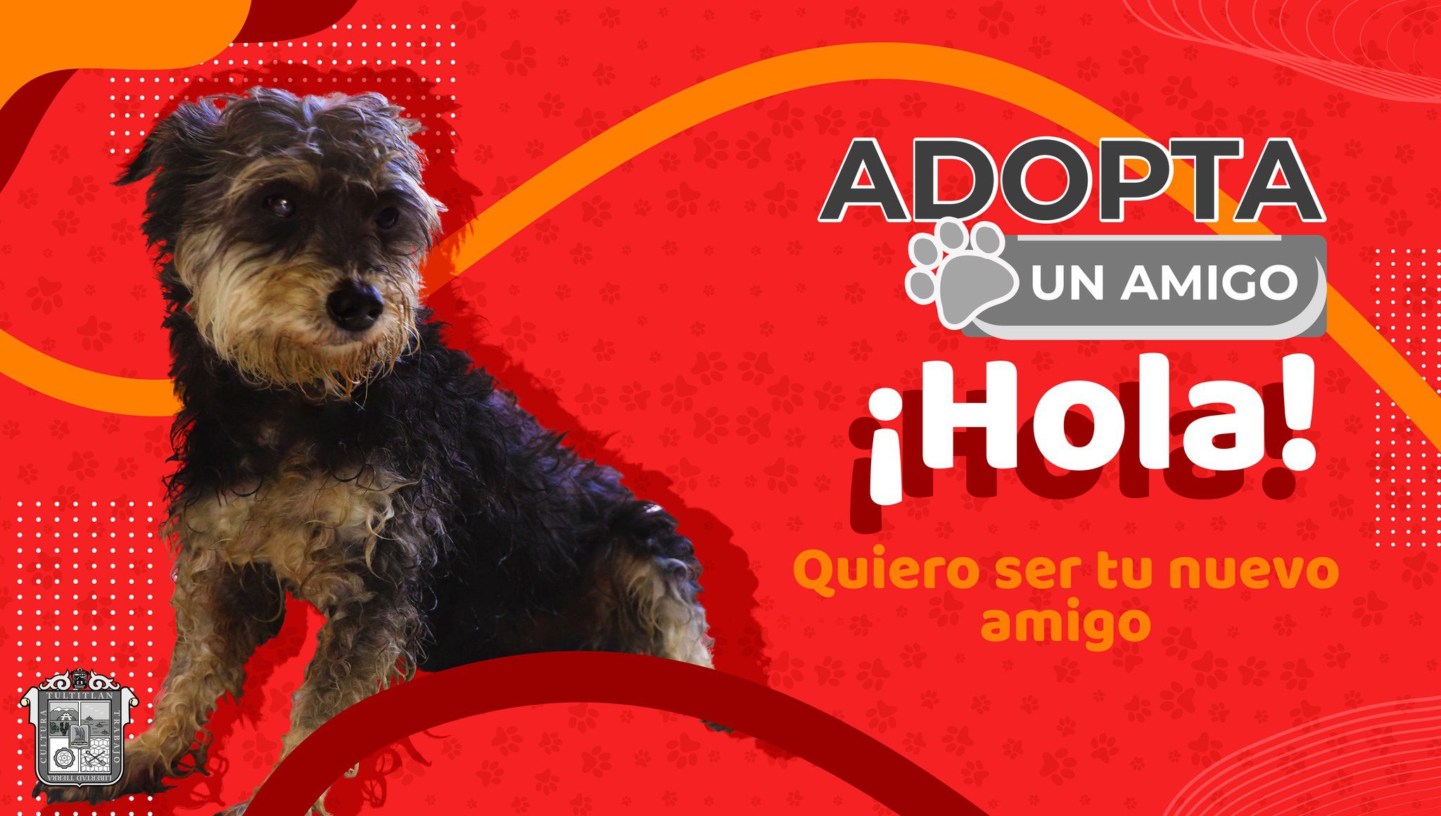 1681502903 838 AdopcionCaninaResponsable SeBuscaFamilia Tultitlan Es momento de hacer