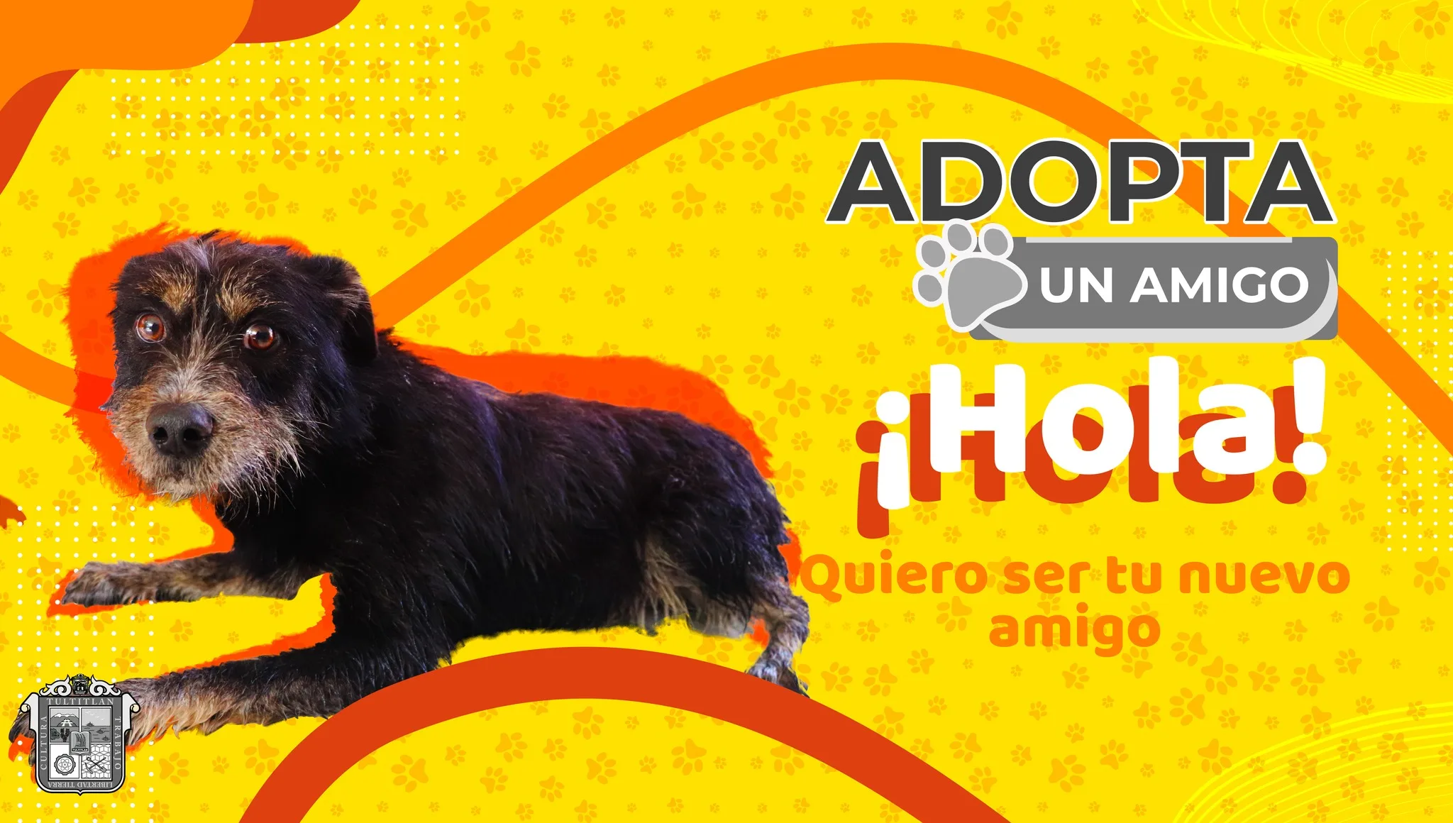 1681502951 AdopcionCaninaResponsable SeBuscaFamilia Tultitlan Es momento de hacer jpg