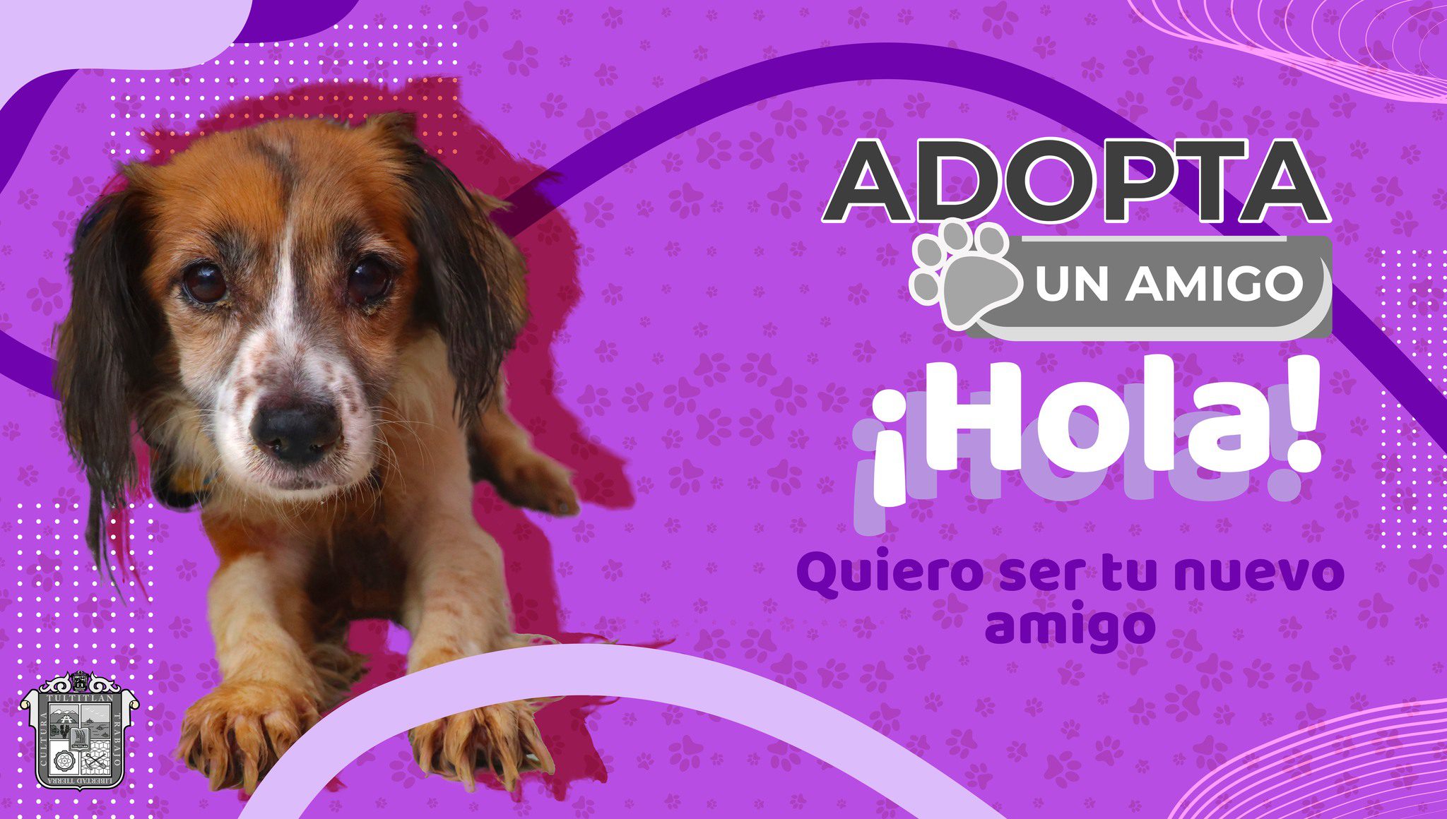 1681762638 998 AdopcionCaninaResponsable SeBuscaFamilia Tultitlan AdoptaoComparte