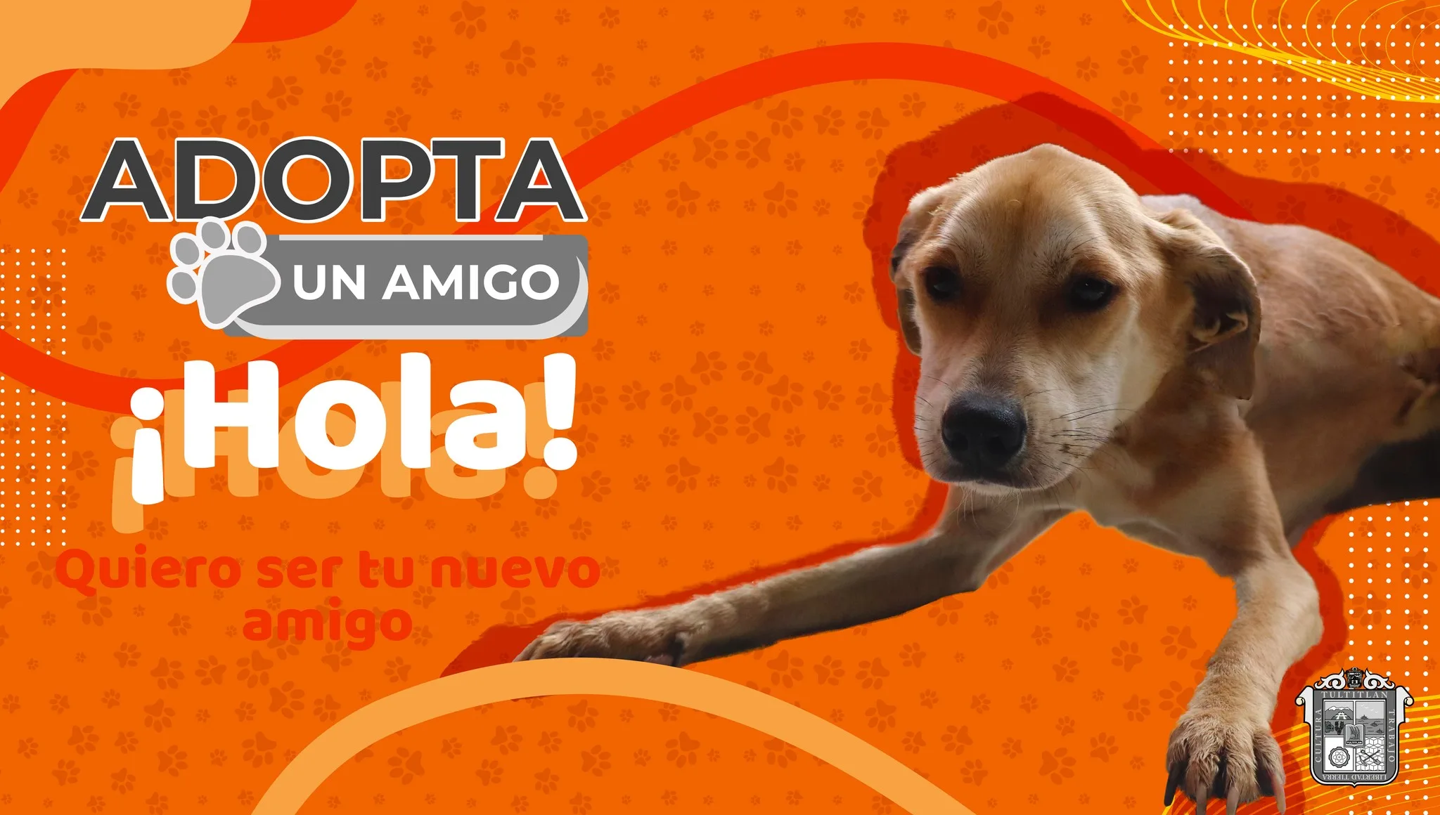 1681762697 AdopcionCaninaResponsable SeBuscaFamilia Tultitlan AdoptaoComparte jpg