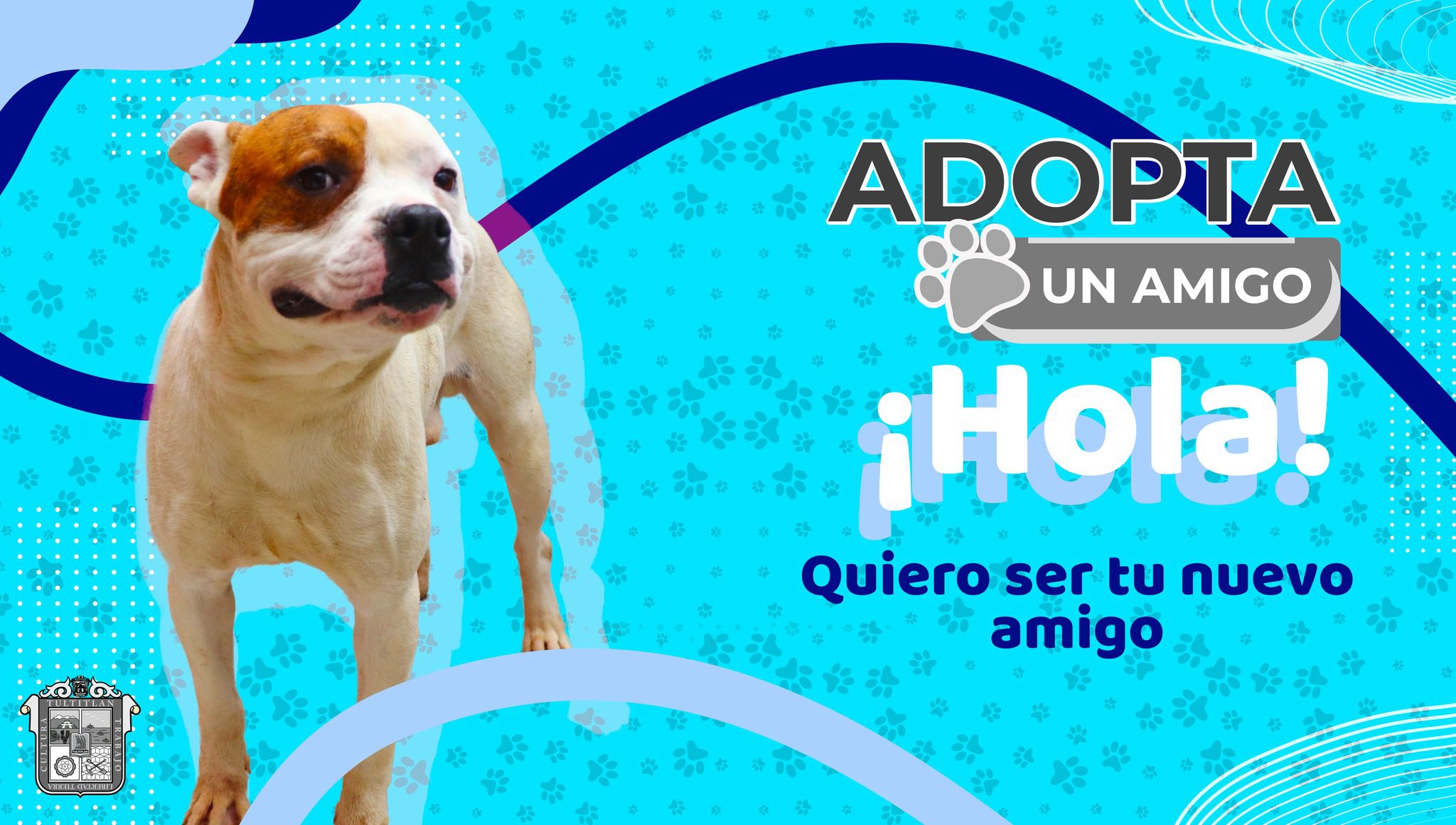 1681849582 241 AdopcionCaninaResponsable SeBuscaFamilia Tultitlan AdoptaoComparte