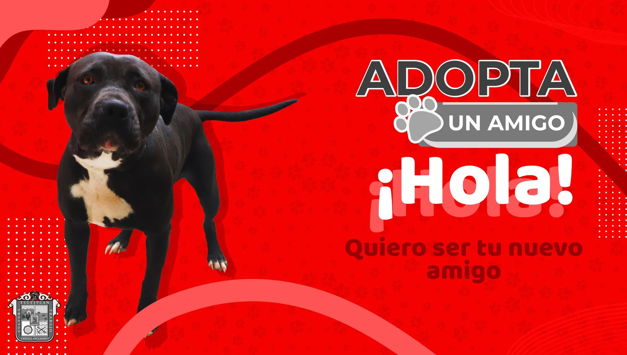 1681849624 AdopcionCaninaResponsable SeBuscaFamilia Tultitlan AdoptaoComparte jpg