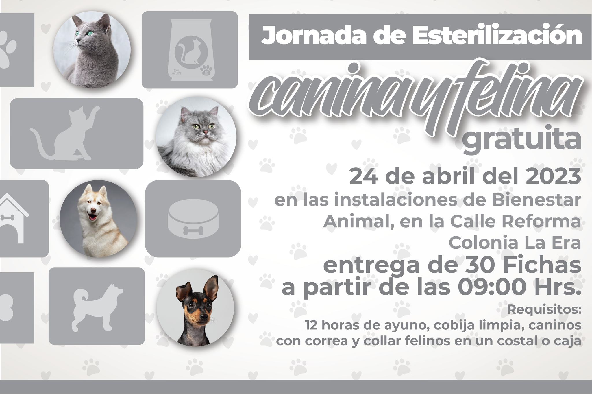 1681941741 527 Jornada de esterilizacion canina y felina