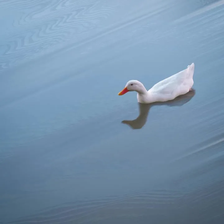 1682032315 Cuidemos nuestro hermoso Lago Espejo de los Lirios hogar de jpg