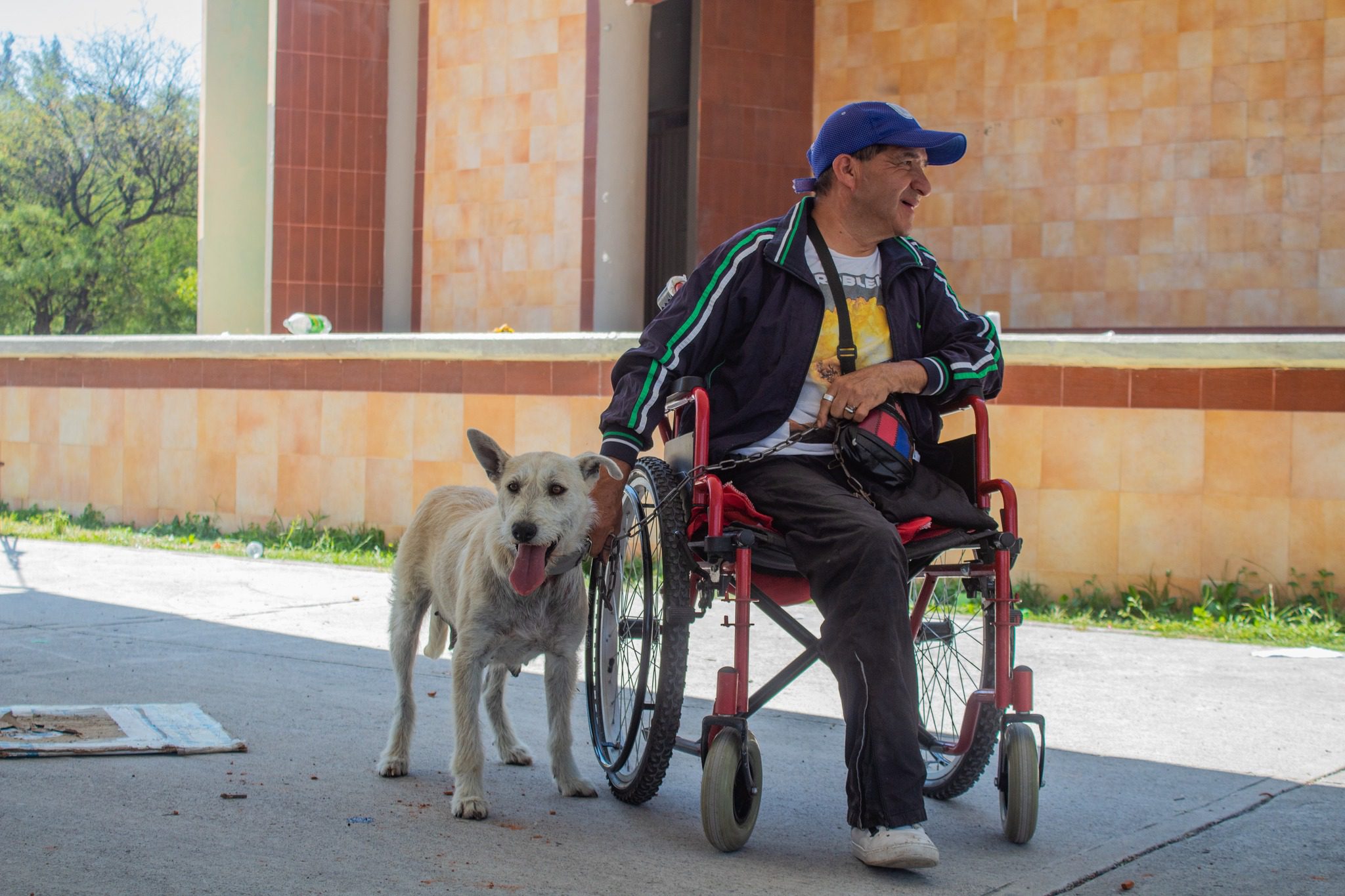 1682082736 822 Esterilizar a una mascota es un procedimiento beneficioso para la