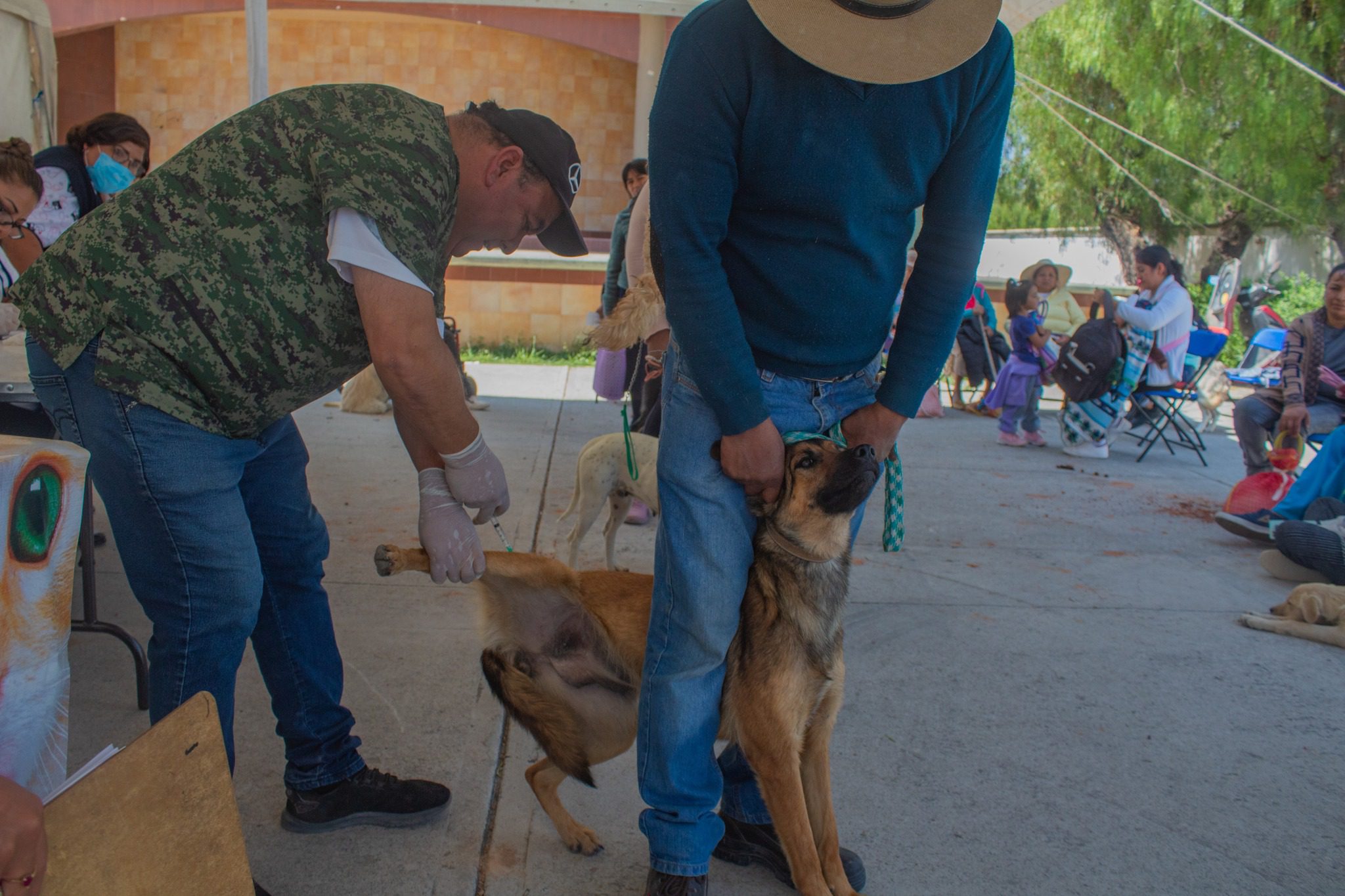 1682082747 110 Esterilizar a una mascota es un procedimiento beneficioso para la