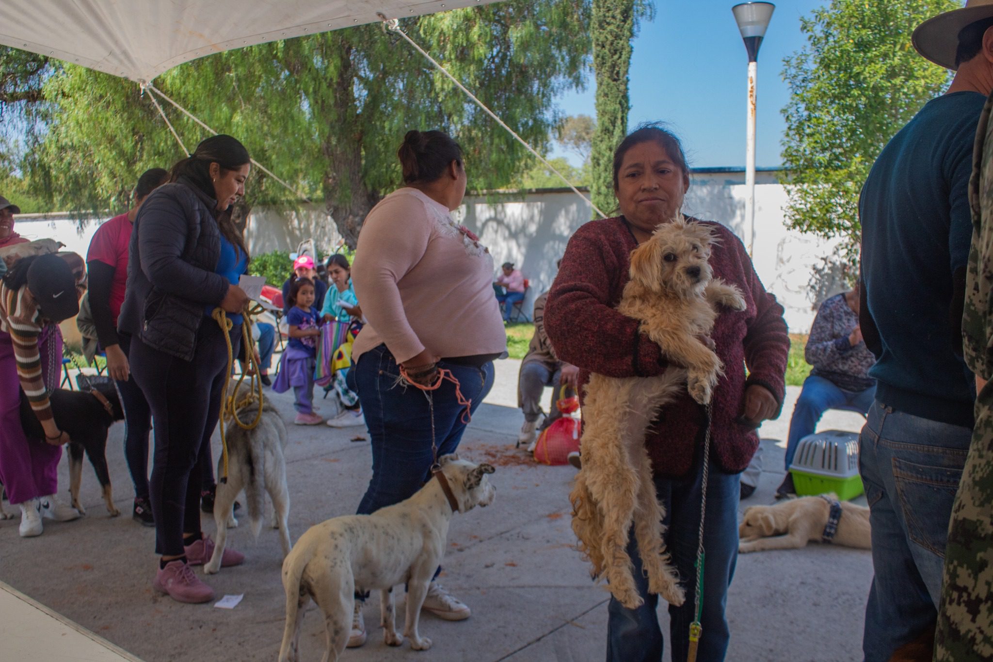 1682082752 185 Esterilizar a una mascota es un procedimiento beneficioso para la