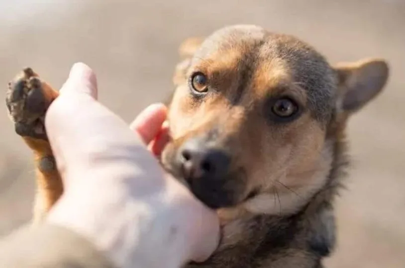 1682098550 Habitat Dog Sos invita a la poblacion de Texcalyacac jpg