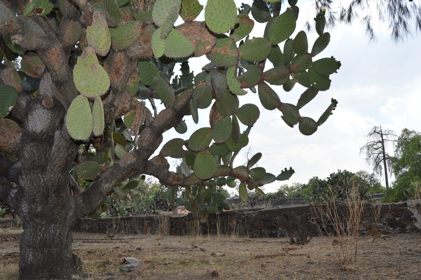 1682113238 690 Ex Hacienda de Paula un lugar con un encanto rustico