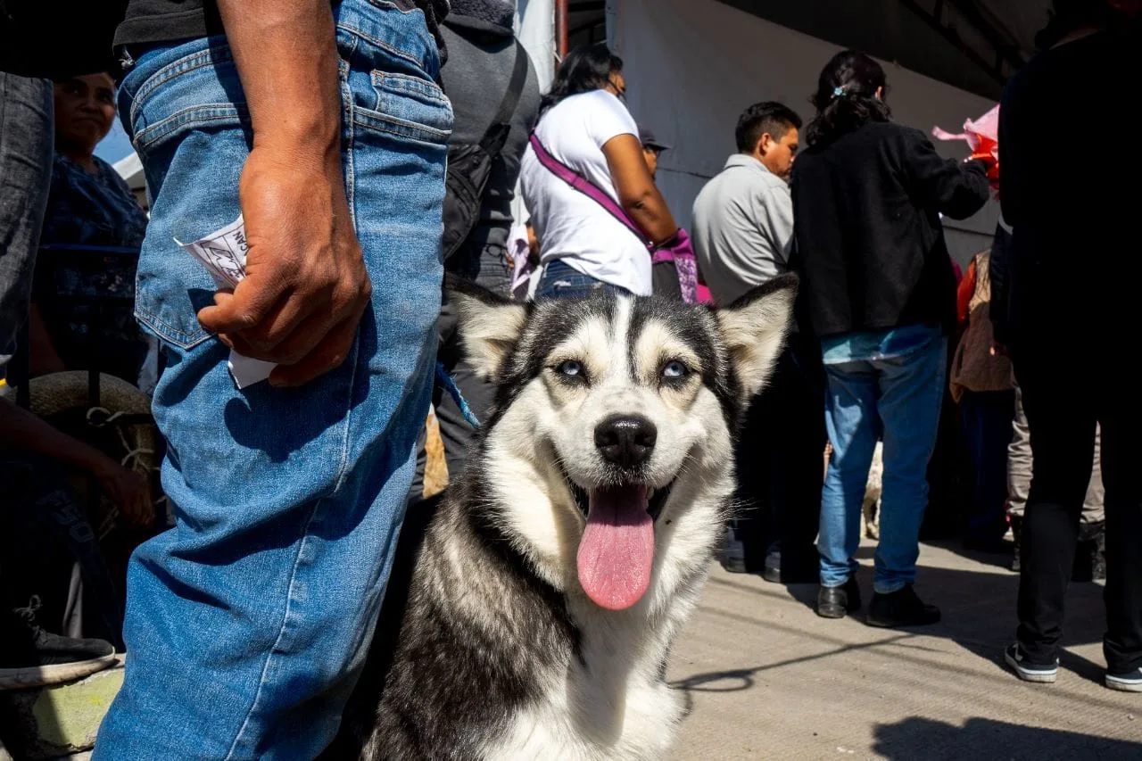 1682117917 CON JORNADAS DE ESTERILIZACION EN CHIMALHUACAN BUSCAN DISMINUIR LA SOBREPOBLACIO jpg