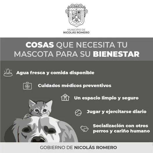 1682370480 Las mascotas son parte de tu familia Te compartimos algunas jpg