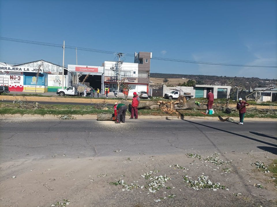 1682377226 398 El equipo de Parques y Jardines se encuentra realizando trabajos