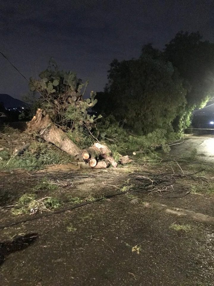 1682428218 463 Despues de un reporte de caida de un arbol en