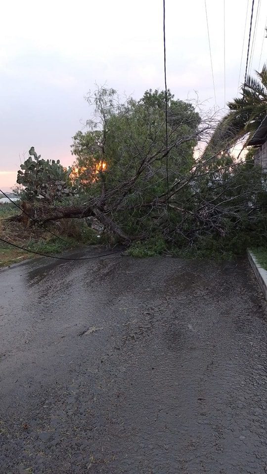 1682428224 30 Despues de un reporte de caida de un arbol en