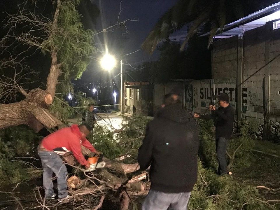 1682428230 612 Despues de un reporte de caida de un arbol en