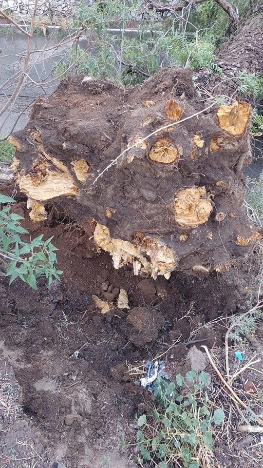 1682428237 49 Despues de un reporte de caida de un arbol en