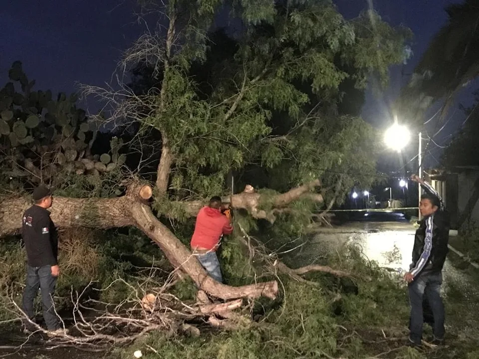 1682428280 Despues de un reporte de caida de un arbol en jpg