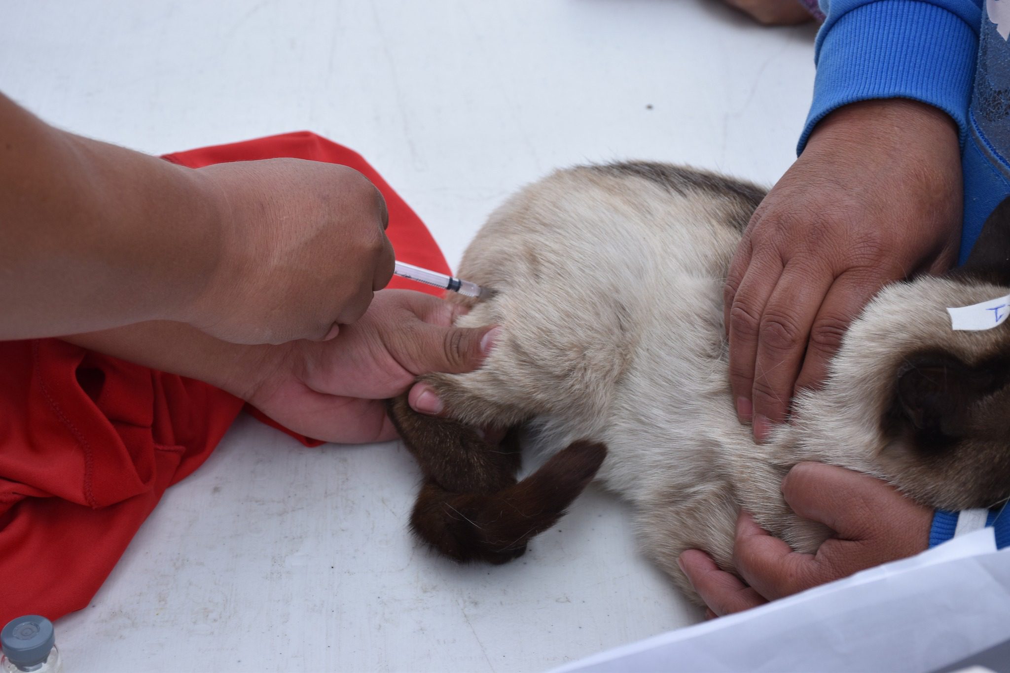 1682514320 523 Gracias a los propietarios responsables de las 31 mascotas que