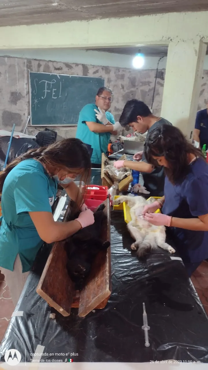 1682623266 Finalizo la Jornada de Esterilizacion Gratuita en la comunidad de jpg