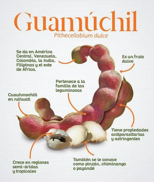 1682687754 El guamuchil jpg