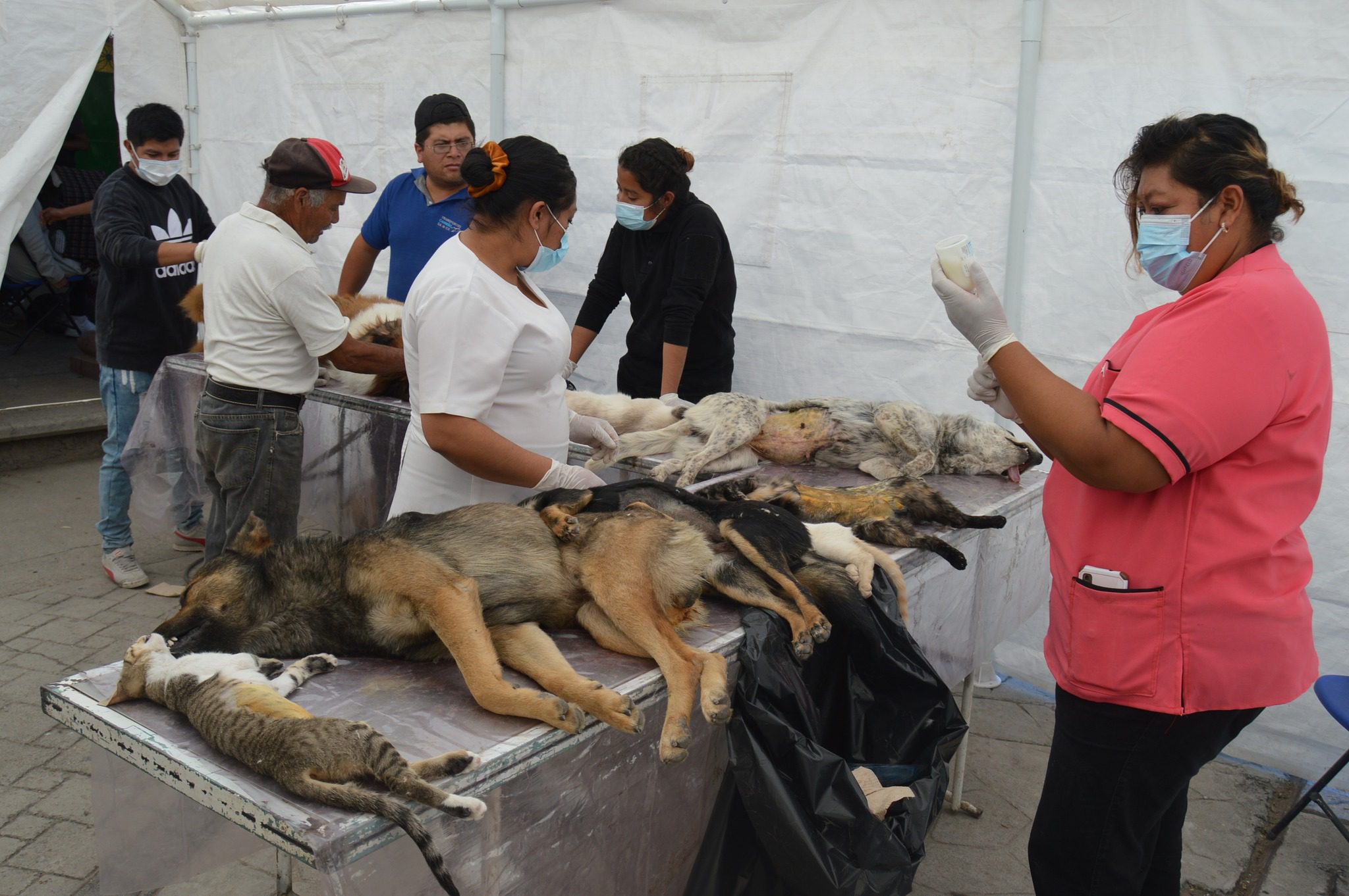 1682780182 359 Las campanas de esterilizacion tienen un objetivo muy importante contribuyen