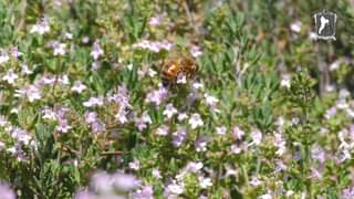 ¡En nuestra Toluca preservamos la vida de todos los insectos