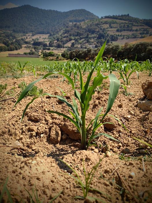 ¡TenangoDelValle rico en agricultura ¡Buen dia tenanguenses