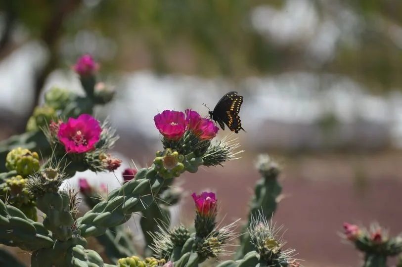 ¿Sabias que… Durante la etapa de adulto la mariposa se jpg