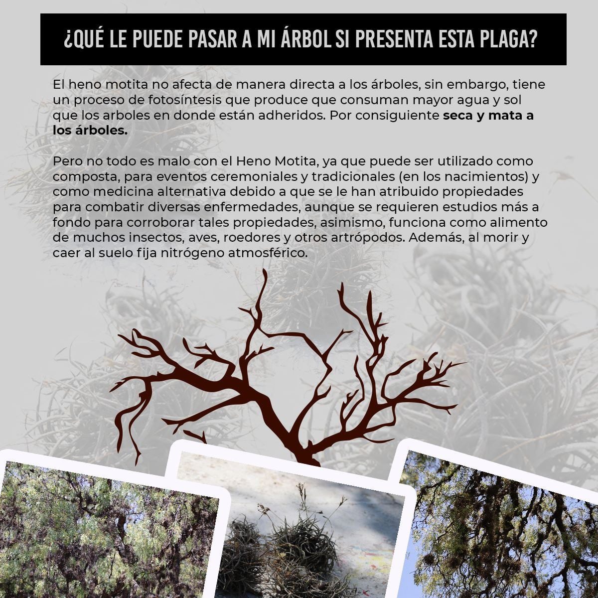 1682944880 94 Protejamos los arboles de nuestro municipio