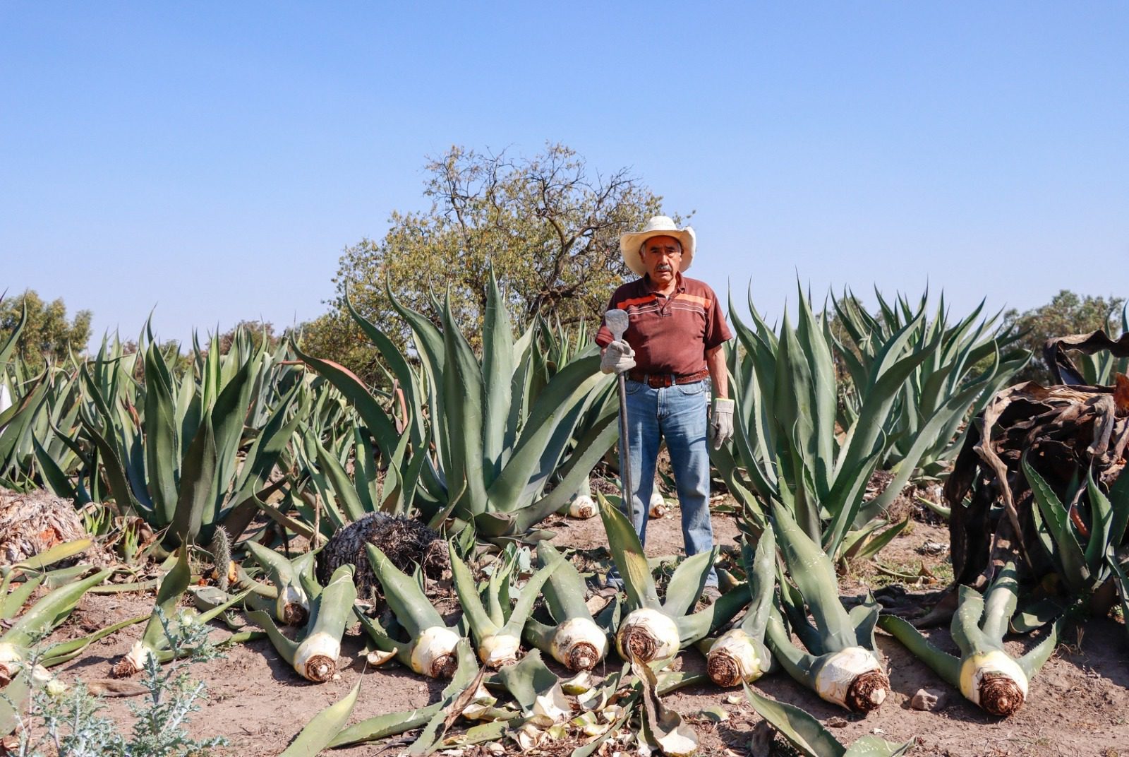 1683029779 501 Jiquipilco es uno de los grandes productores de maguey en