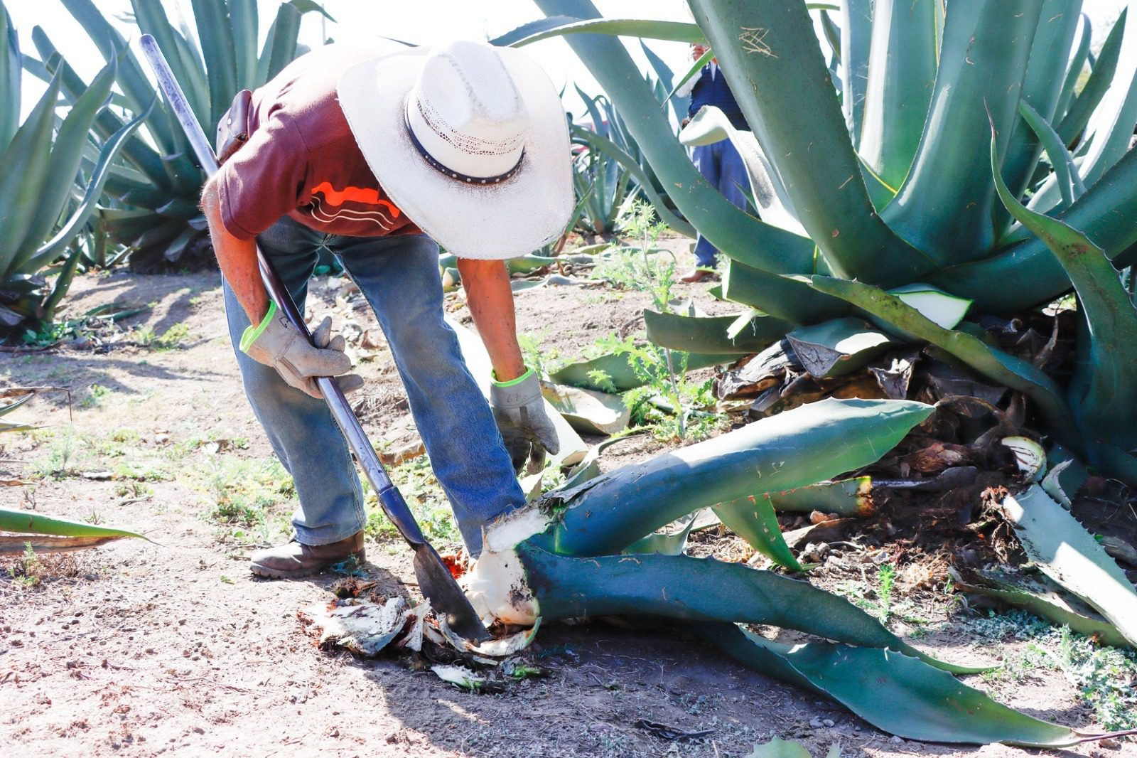 1683029785 136 Jiquipilco es uno de los grandes productores de maguey en