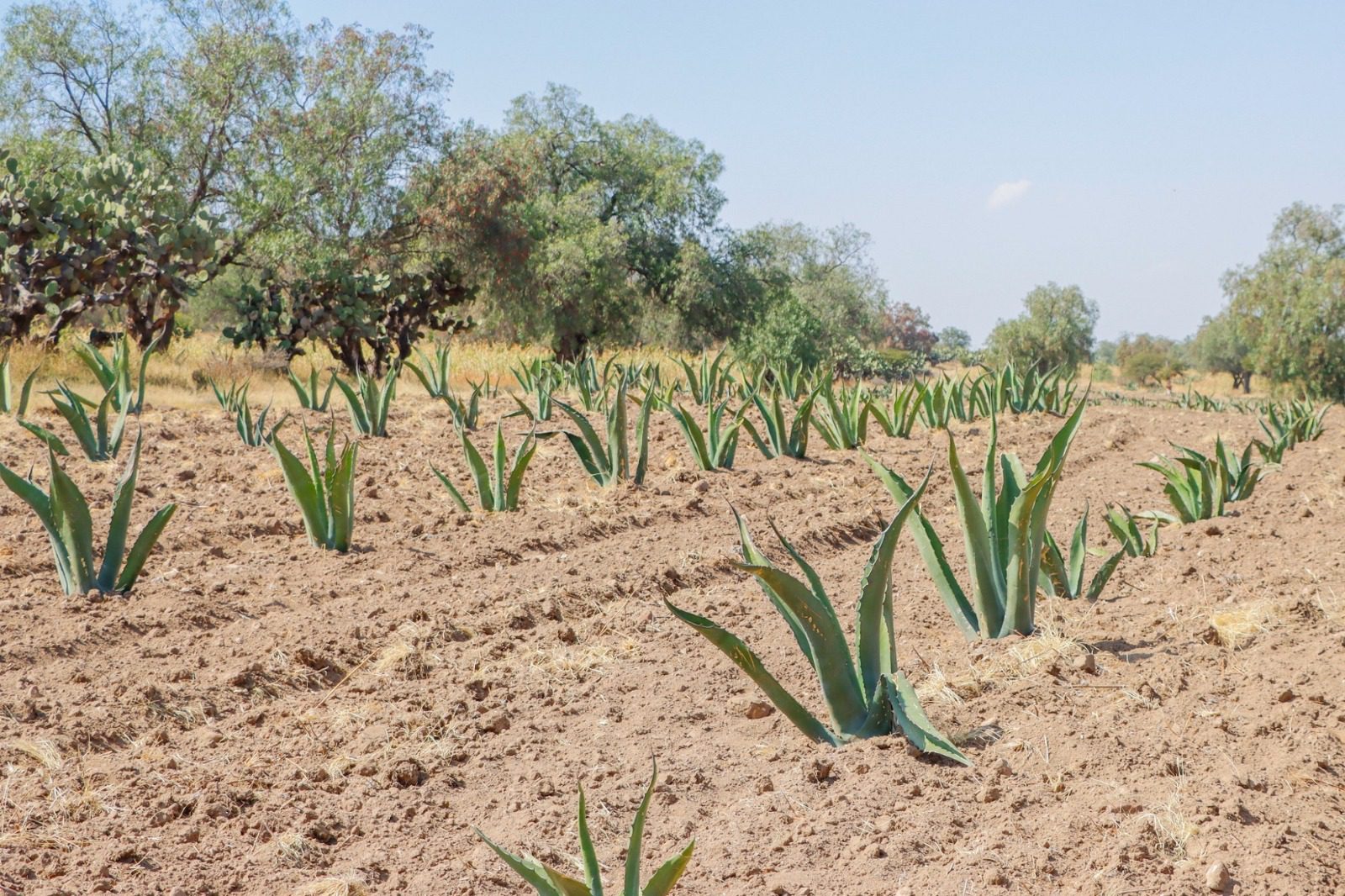 1683029791 260 Jiquipilco es uno de los grandes productores de maguey en