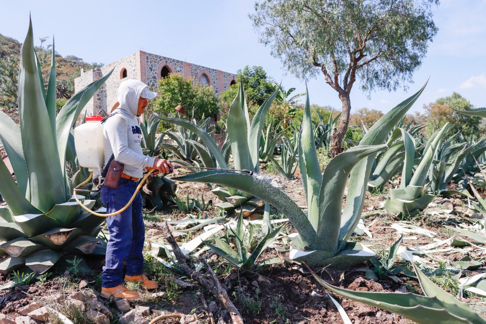 1683029796 821 Jiquipilco es uno de los grandes productores de maguey en