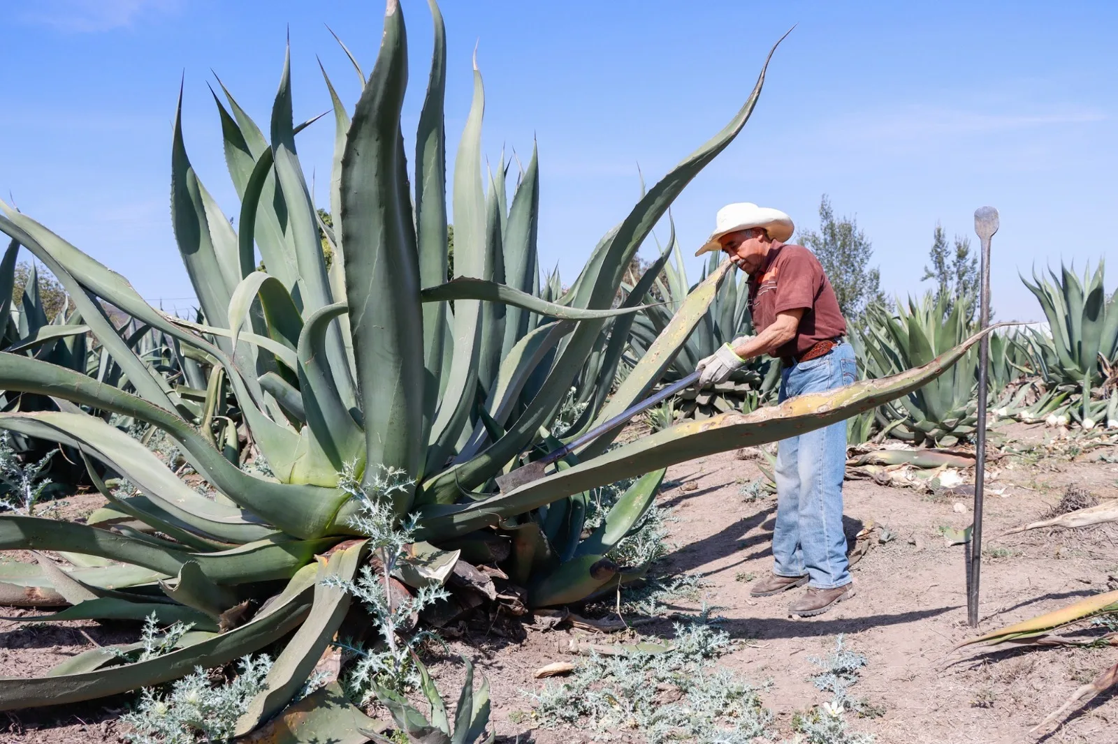 1683029849 Jiquipilco es uno de los grandes productores de maguey en jpg