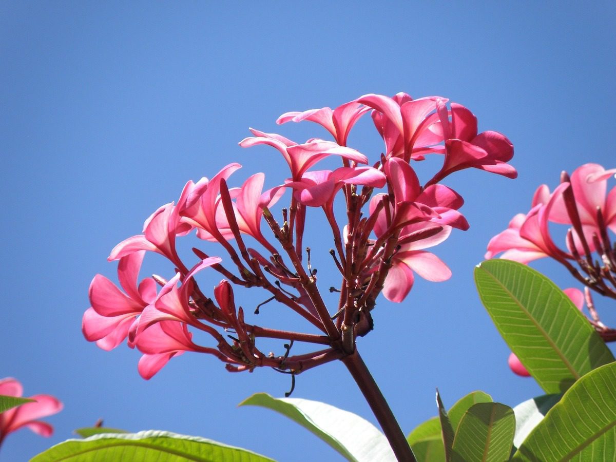 1683462141 453 Flor de origen mexicano de la familia de las apocinaceas