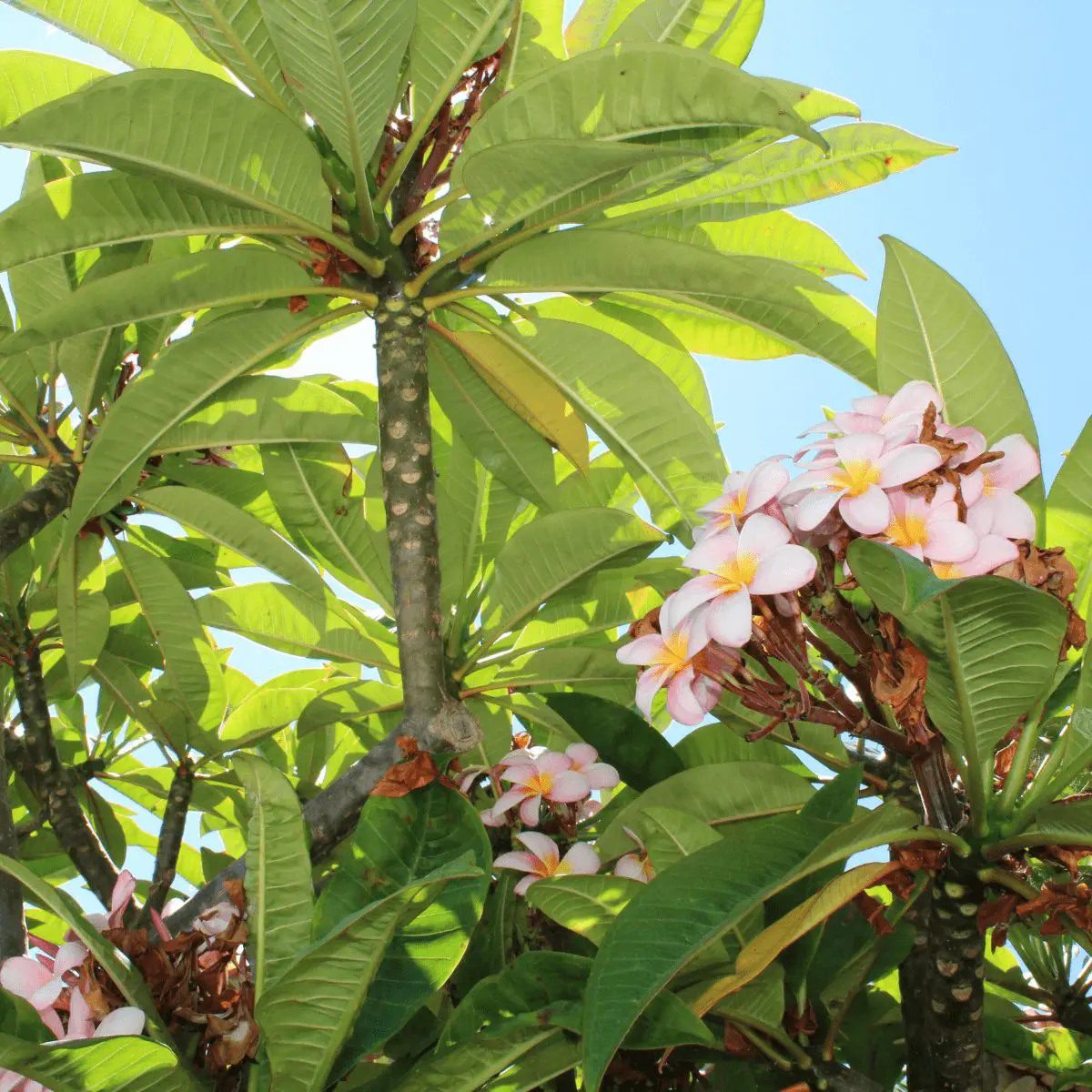 1683462149 896 Flor de origen mexicano de la familia de las apocinaceas