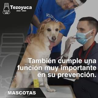 1683640430 Nadie que un veterinario para procurar la salud de tu