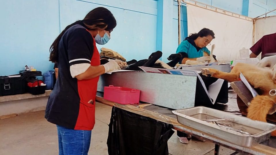 1683651328 168 Jornada de Esterilizacion Canina y Felina en la comunidad de