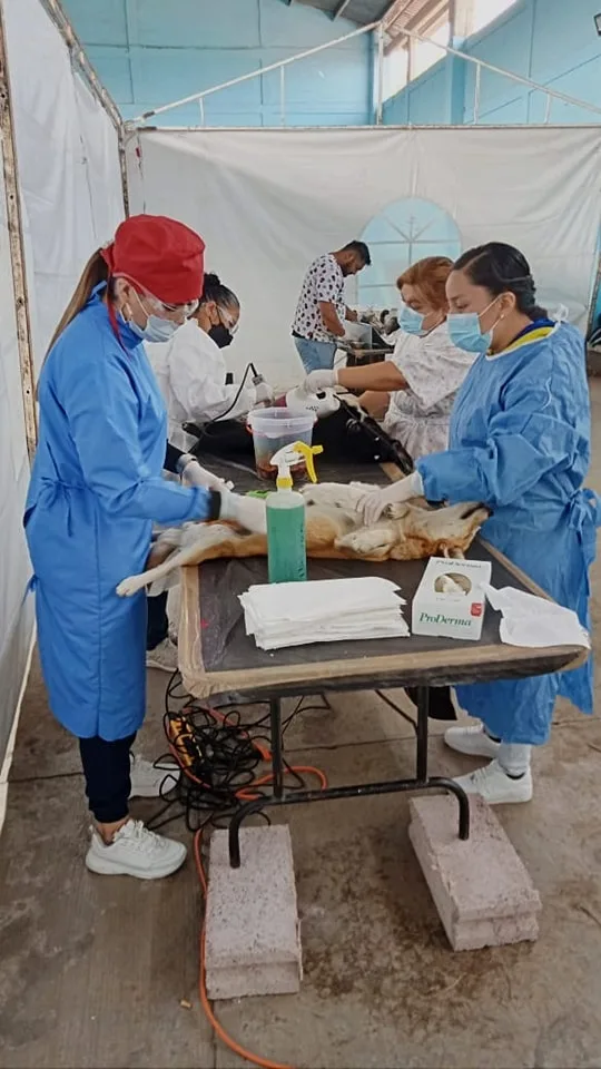 1683651367 Jornada de Esterilizacion Canina y Felina en la comunidad de jpg