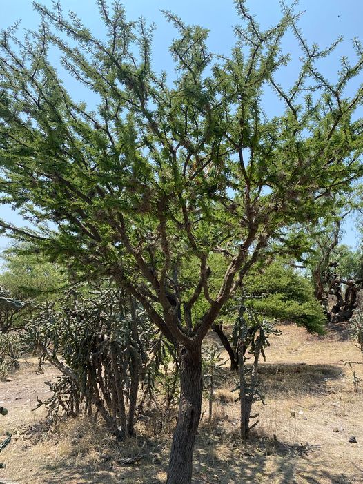 1683930104 El arbol de mezquite se destaca por sus interesantes propiedades