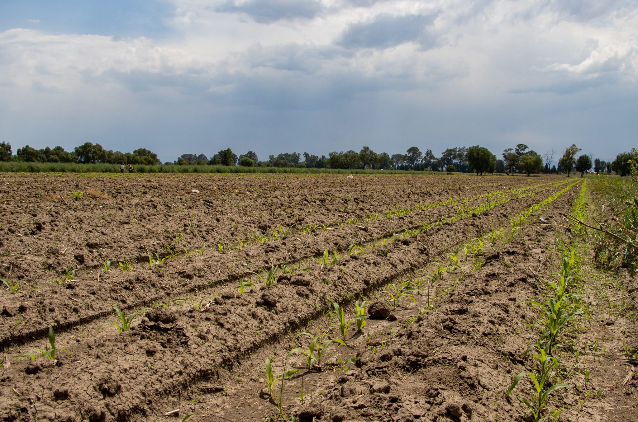 1684238556 156 Atenco es un municipio con tradicion cultural y agricultura el