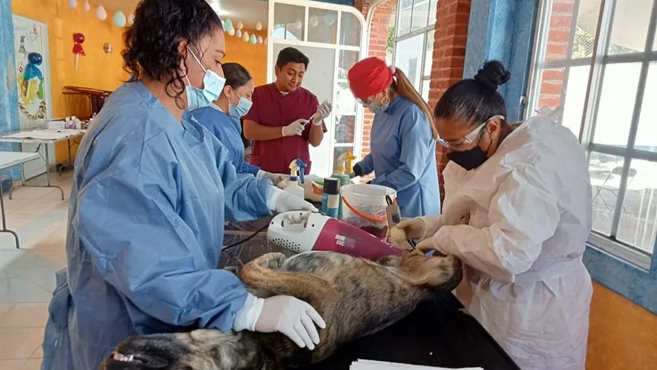 1684258440 Campana de esterilizacion Canina y Felina en la comunidad de jpg