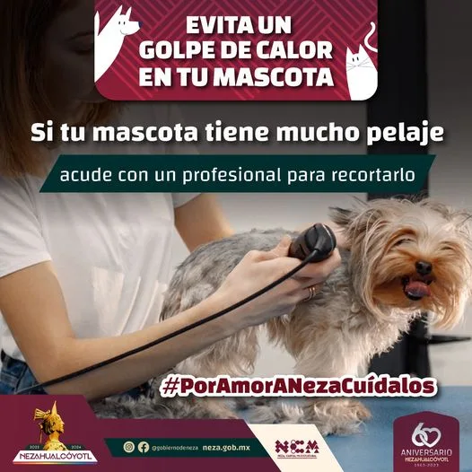 1684258660 DuenoResponsable Si tu mascota tiene mucho pelaje acude con jpg