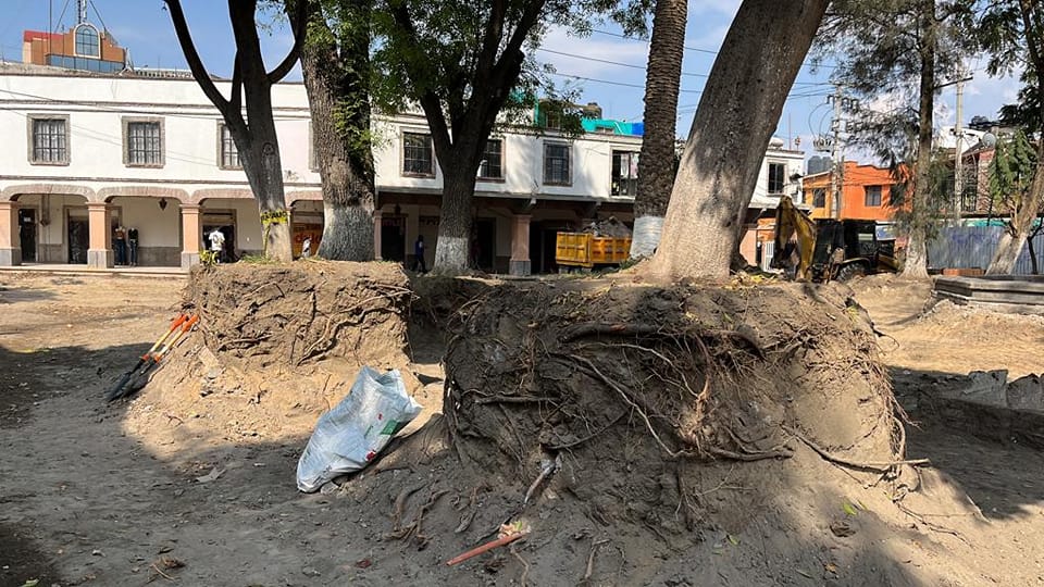 1684259557 GOBIERNO DE CHIMALHUACAN TRASPLANTARA DOS FICUS A LA PLAZA DE