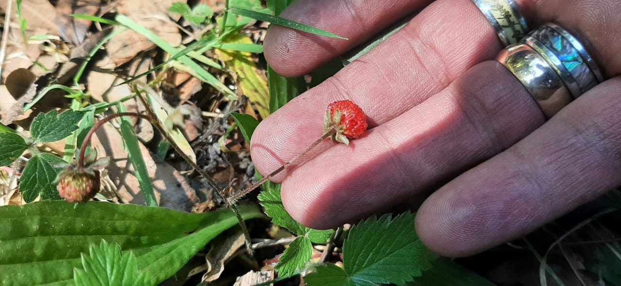 1684330040 548 ¡Fresas silvestres Estas son algunas de las maravillas que