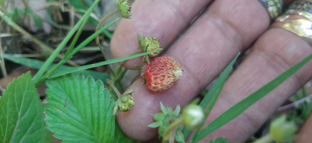 1684330045 581 ¡Fresas silvestres Estas son algunas de las maravillas que