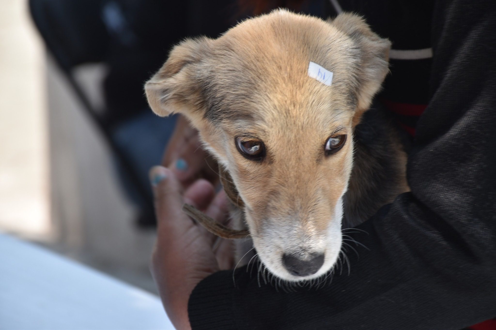 1684351756 841 Dimos por finalizada la jornada de esterilizacion gratuita en la